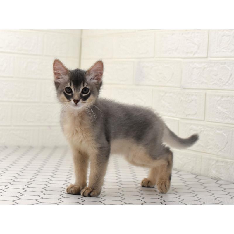 成約済の大阪府のソマリ-127921の6枚目