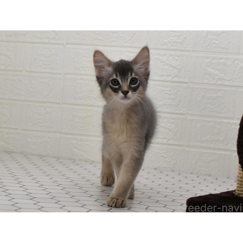 成約済の大阪府のソマリ-127921の5枚目