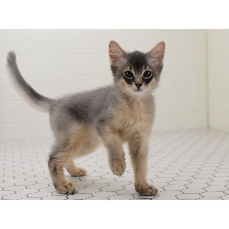 成約済の大阪府のソマリ-127921の4枚目