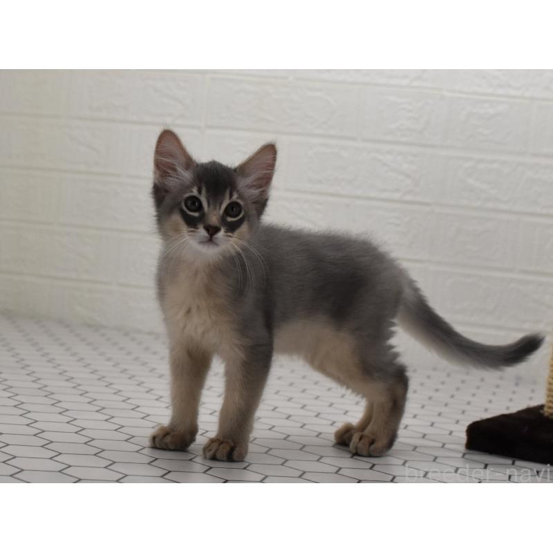 成約済の大阪府のソマリ-127921の3枚目