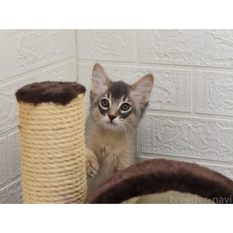 成約済の大阪府のソマリ-127921の2枚目