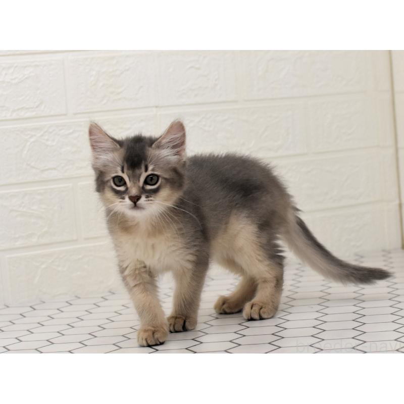 成約済の大阪府のソマリ-127922の13枚目