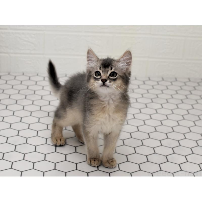 成約済の大阪府のソマリ-127922の12枚目