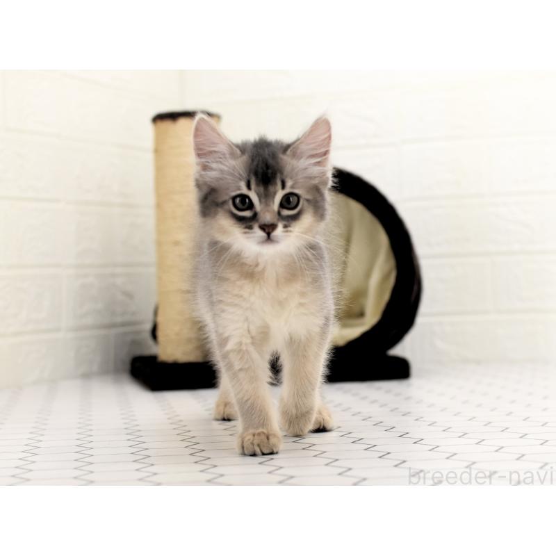 成約済の大阪府のソマリ-127922の11枚目