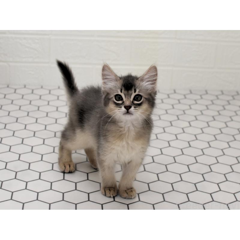 成約済の大阪府のソマリ-127922の10枚目