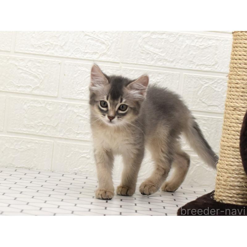 成約済の大阪府のソマリ-127922の9枚目