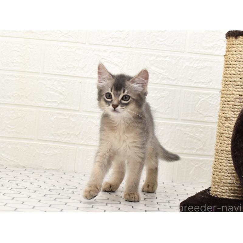 成約済の大阪府のソマリ-127922の8枚目