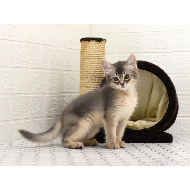 成約済の大阪府のソマリ-127922の7枚目