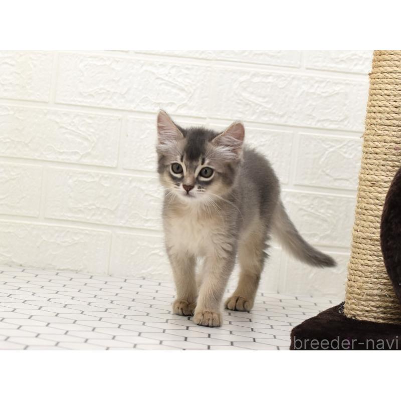 成約済の大阪府のソマリ-127922の6枚目