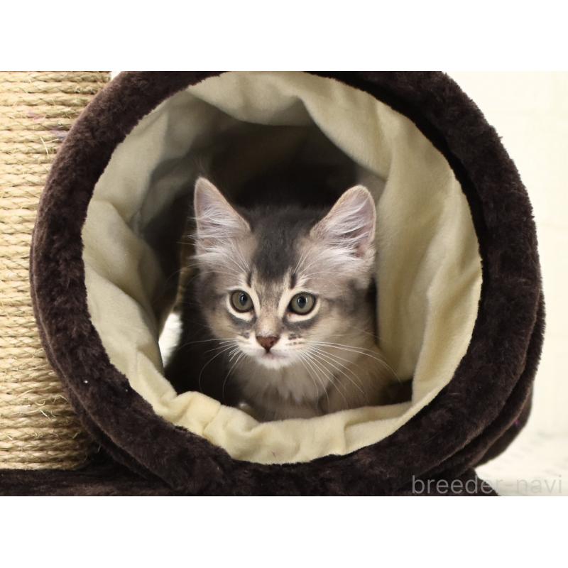 成約済の大阪府のソマリ-127922の5枚目