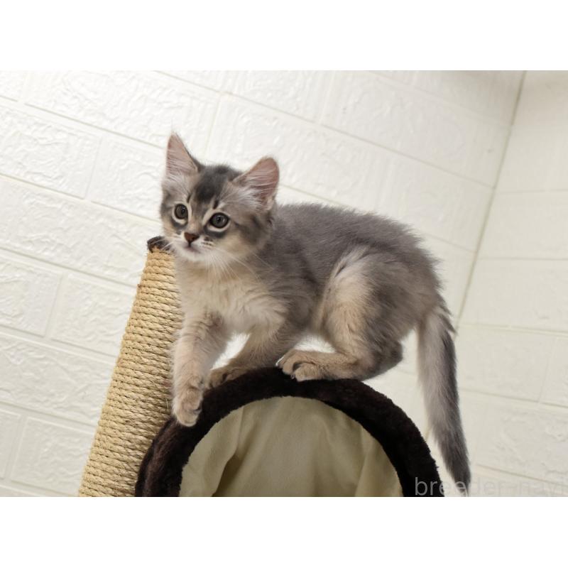 成約済の大阪府のソマリ-127922の4枚目