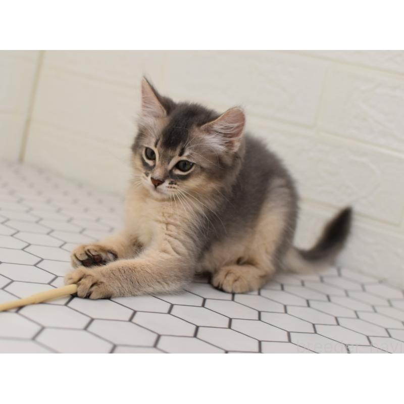 成約済の大阪府のソマリ-127922の2枚目