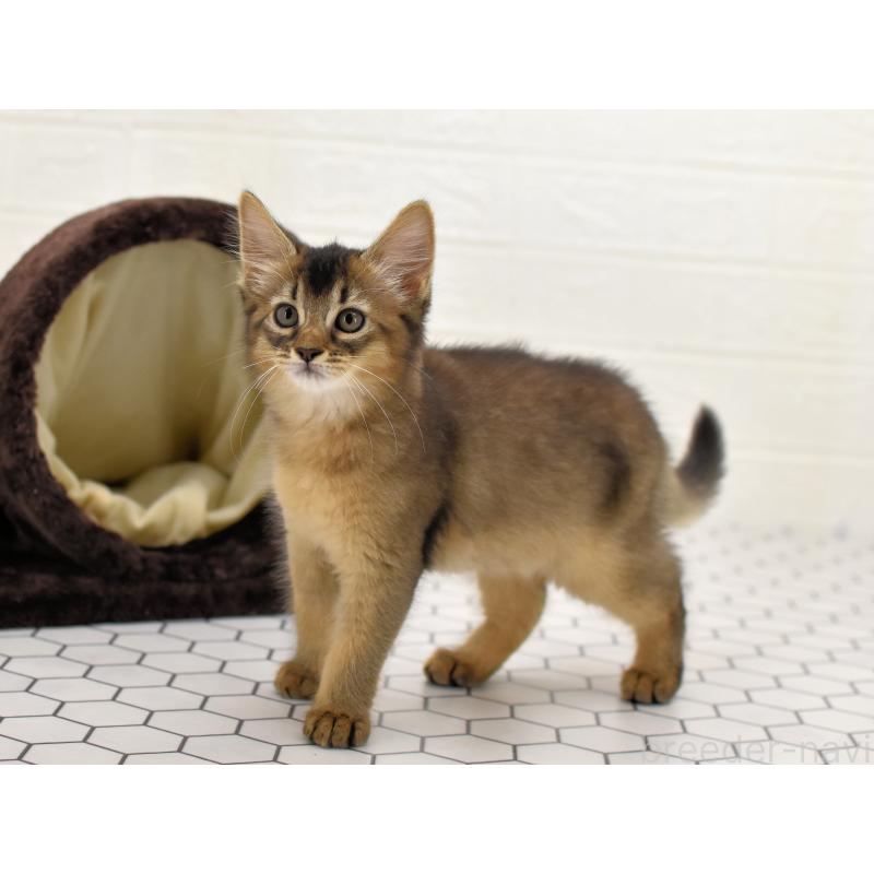 成約済の大阪府のソマリ-127923の12枚目