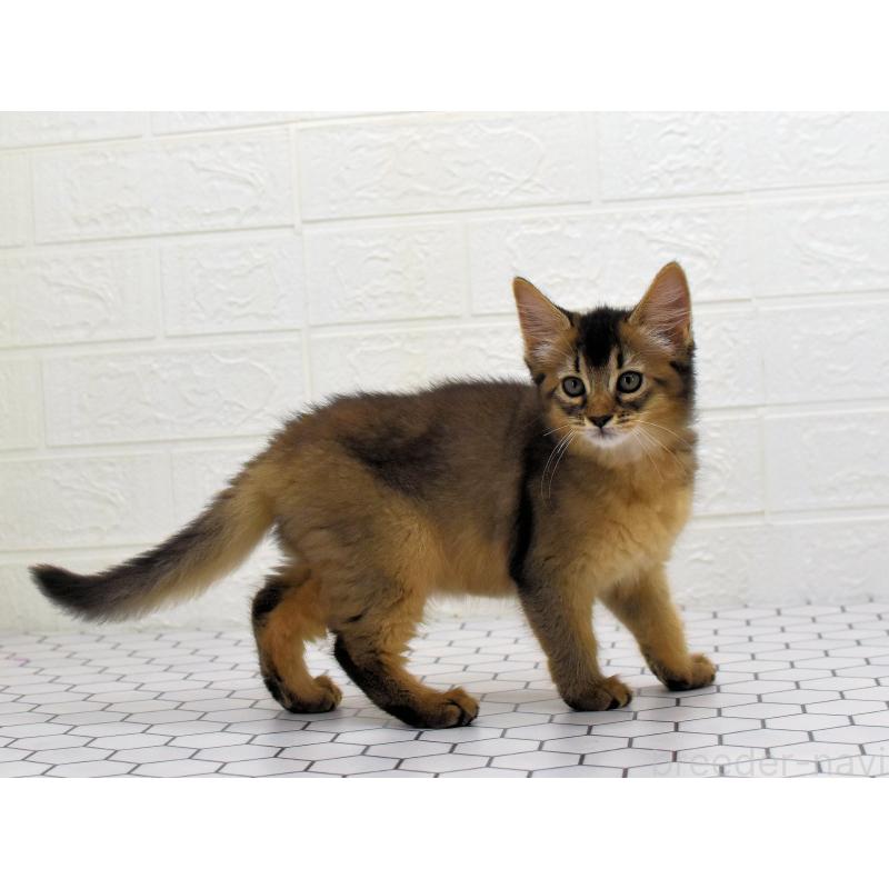 成約済の大阪府のソマリ-127923の11枚目