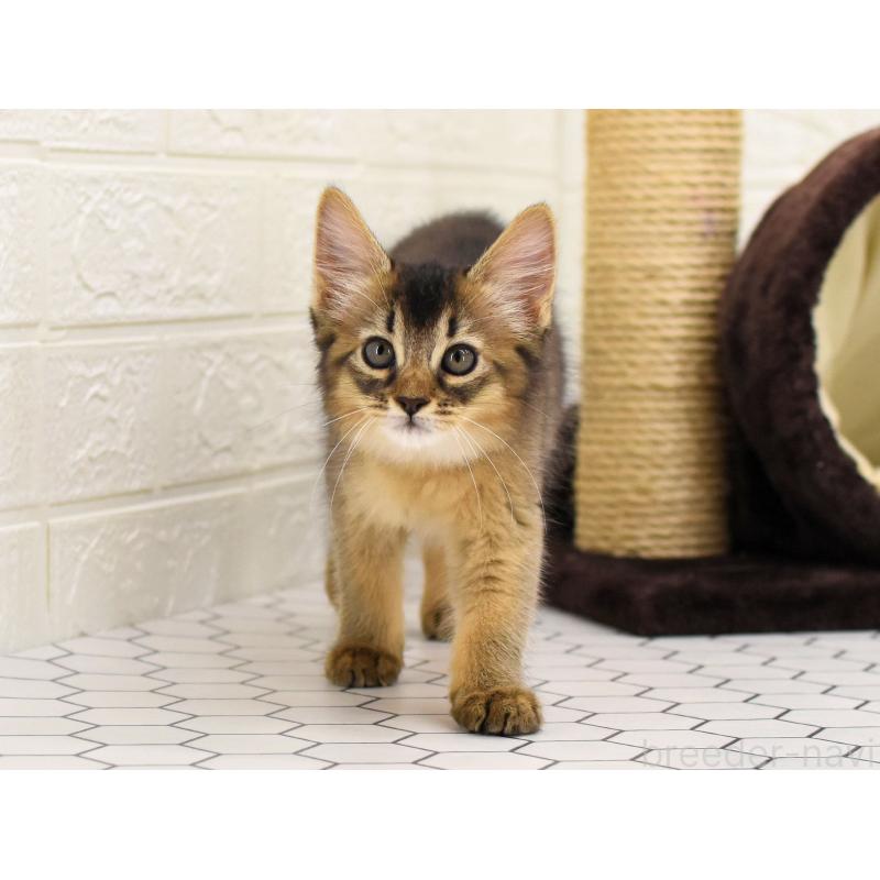 成約済の大阪府のソマリ-127923の10枚目