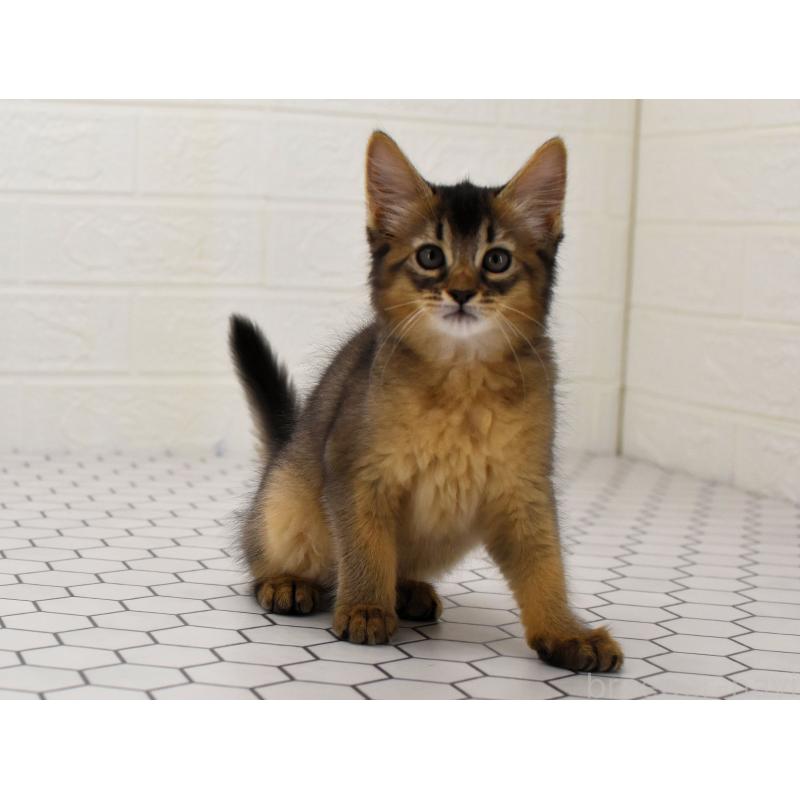 成約済の大阪府のソマリ-127923の9枚目