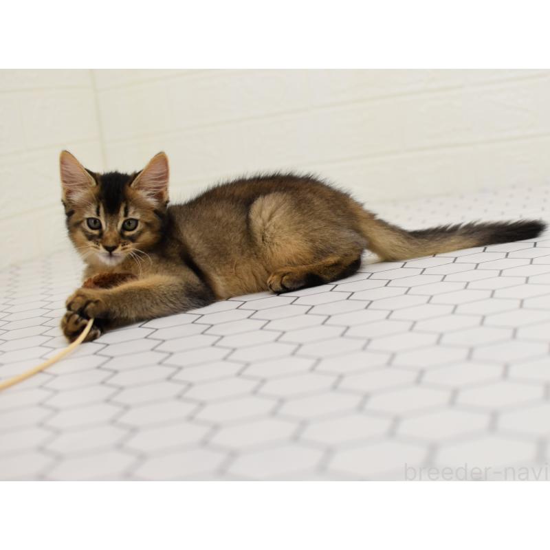 成約済の大阪府のソマリ-127923の8枚目