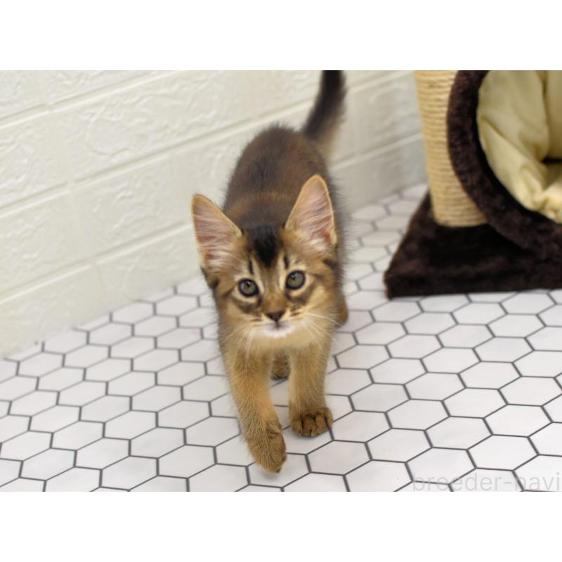 成約済の大阪府のソマリ-127923の7枚目