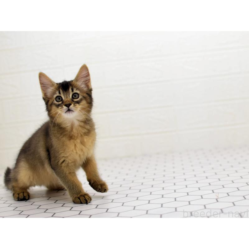 成約済の大阪府のソマリ-127923の6枚目