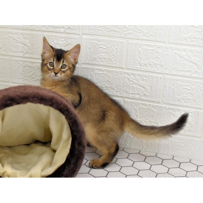 成約済の大阪府のソマリ-127923の4枚目