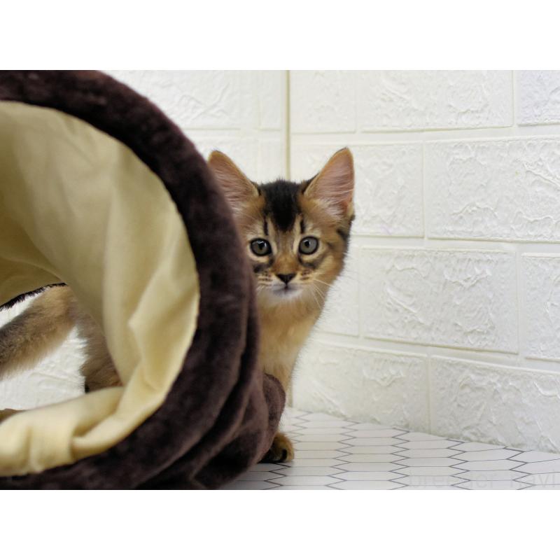 成約済の大阪府のソマリ-127923の3枚目