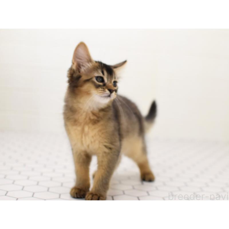 成約済の大阪府のソマリ-127923の2枚目