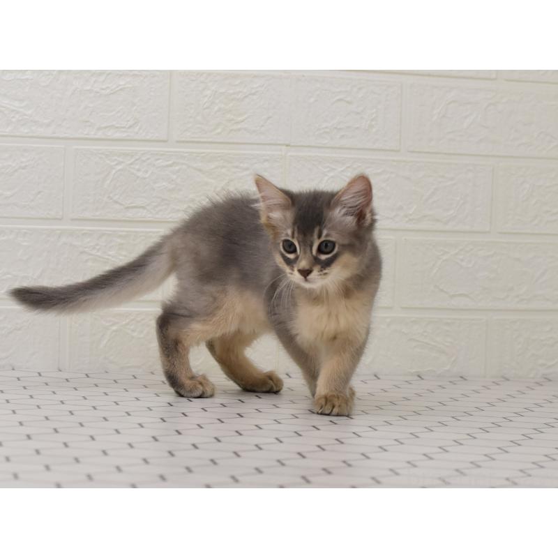 成約済の大阪府のソマリ-127924の9枚目