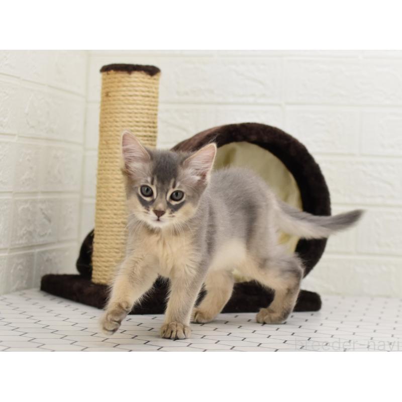 成約済の大阪府のソマリ-127924の8枚目