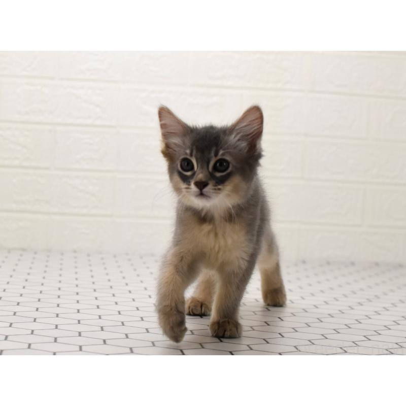 大阪府のソマリ｜女の子・2025/08/01生まれ・兄妹で元気に育っています