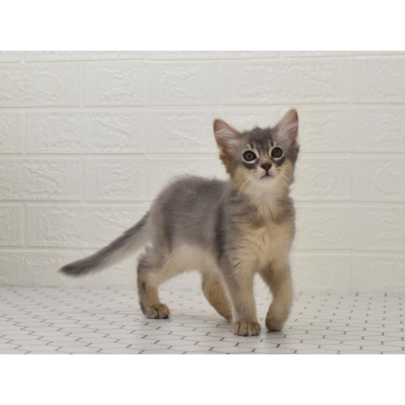 成約済の大阪府のソマリ-127924の6枚目