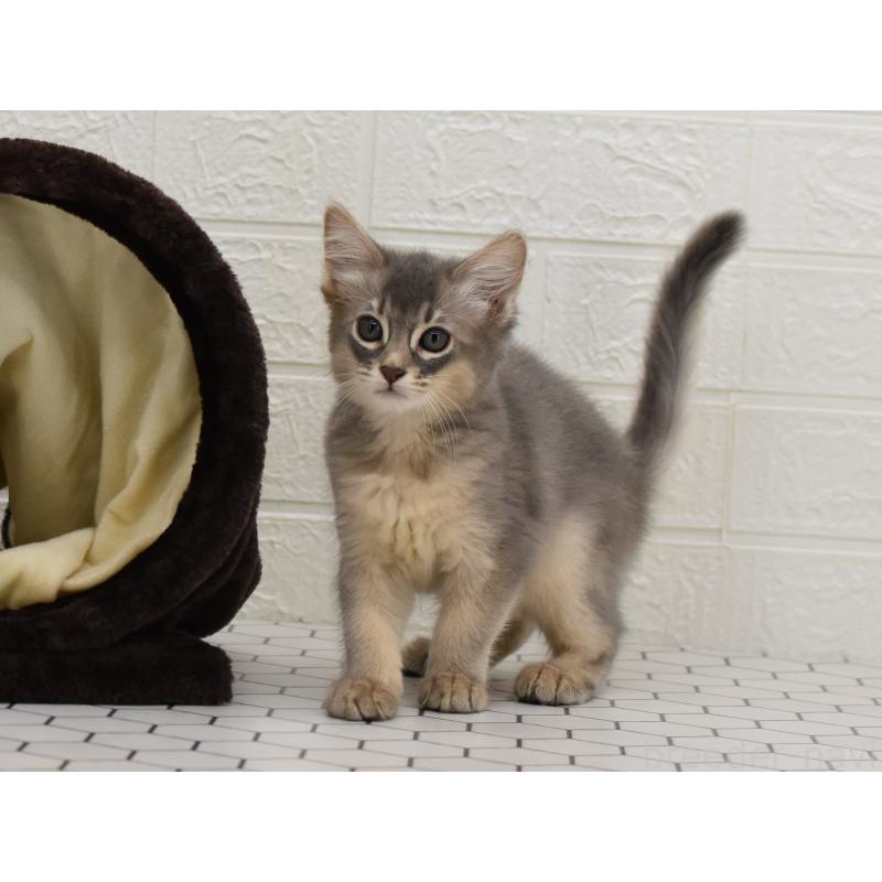 成約済の大阪府のソマリ-127924の5枚目