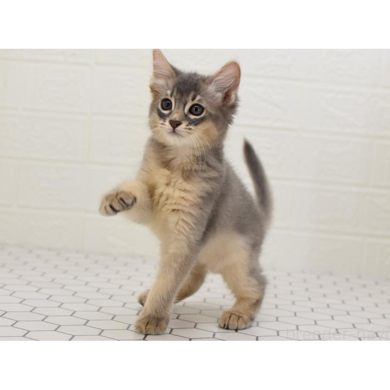 成約済の大阪府のソマリ-127924の3枚目