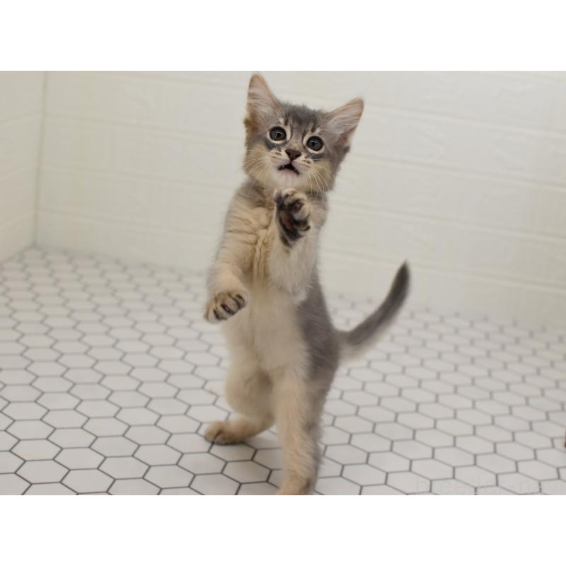 成約済の大阪府のソマリ-127924の2枚目