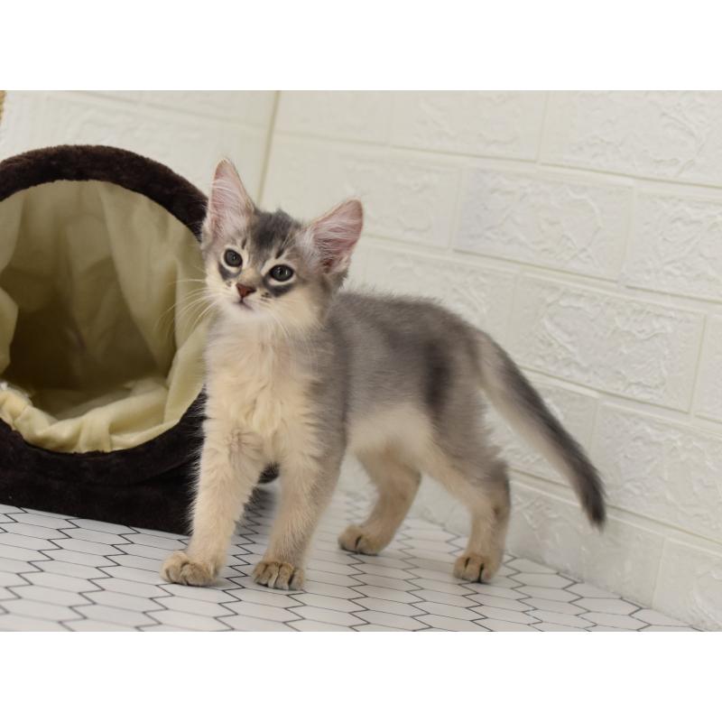 成約済の大阪府のソマリ-127925の10枚目