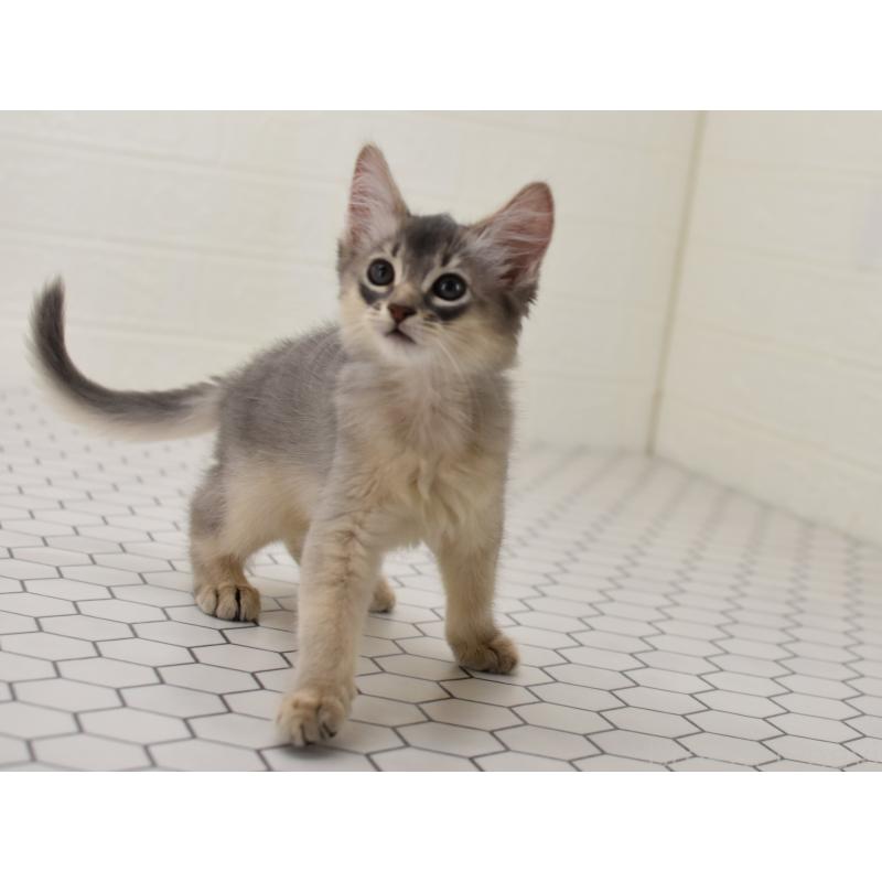 成約済の大阪府のソマリ-127925の9枚目