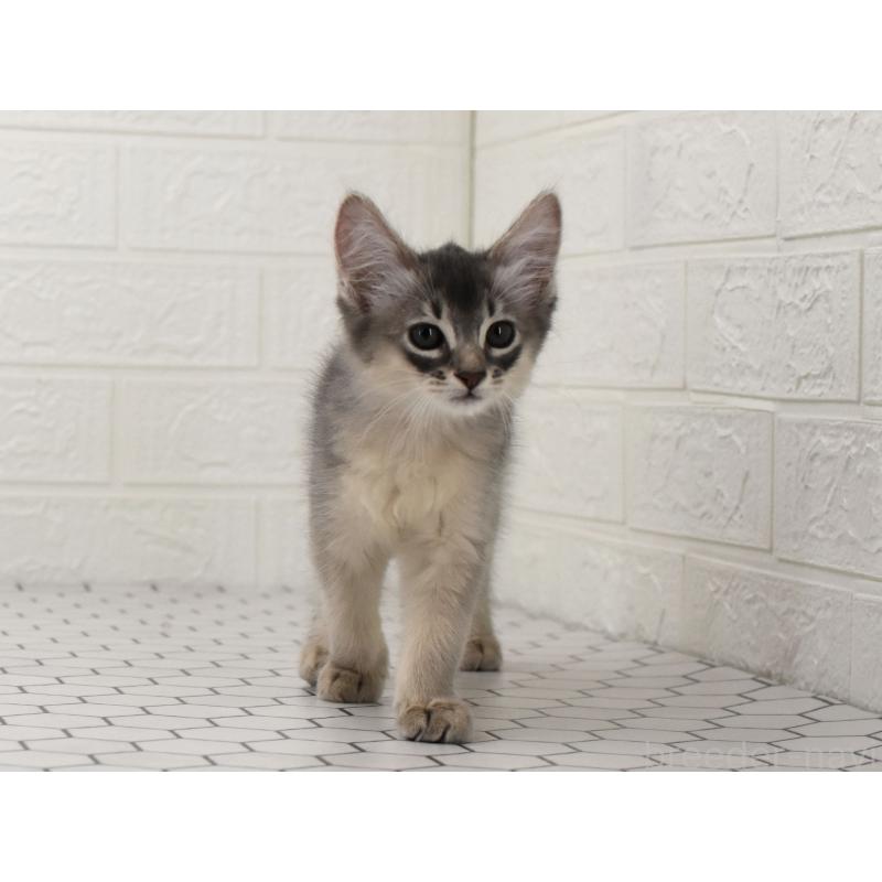 成約済の大阪府のソマリ-127925の8枚目