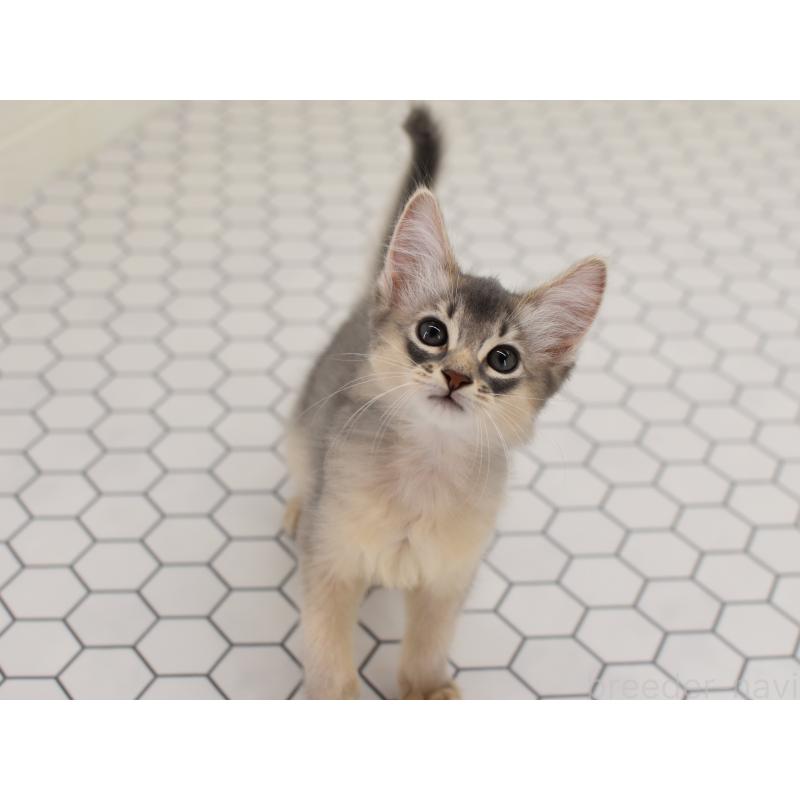 成約済の大阪府のソマリ-127925の7枚目