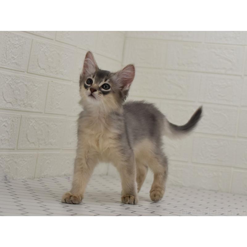 成約済の大阪府のソマリ-127925の6枚目