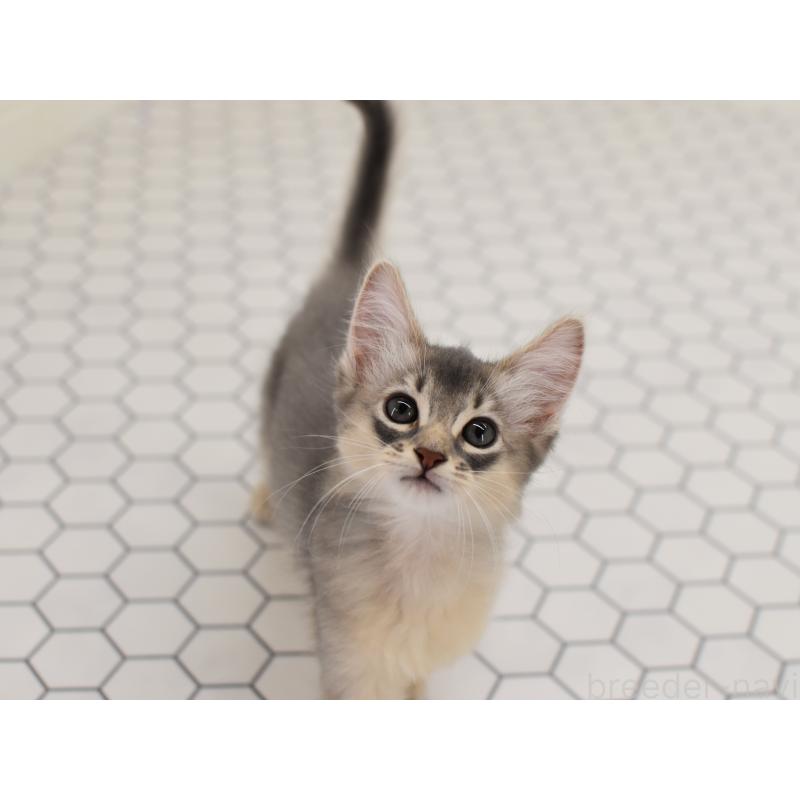 成約済の大阪府のソマリ-127925の5枚目