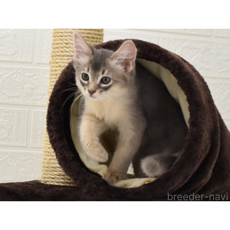 成約済の大阪府のソマリ-127925の4枚目