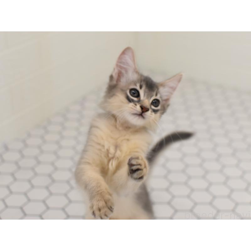 成約済の大阪府のソマリ-127925の3枚目