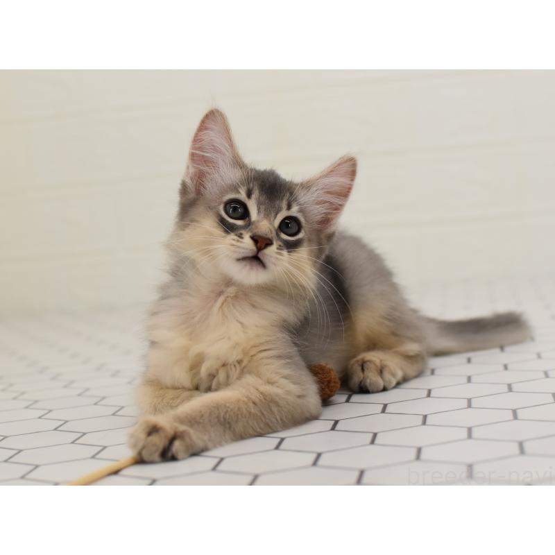 成約済の大阪府のソマリ-127925の2枚目