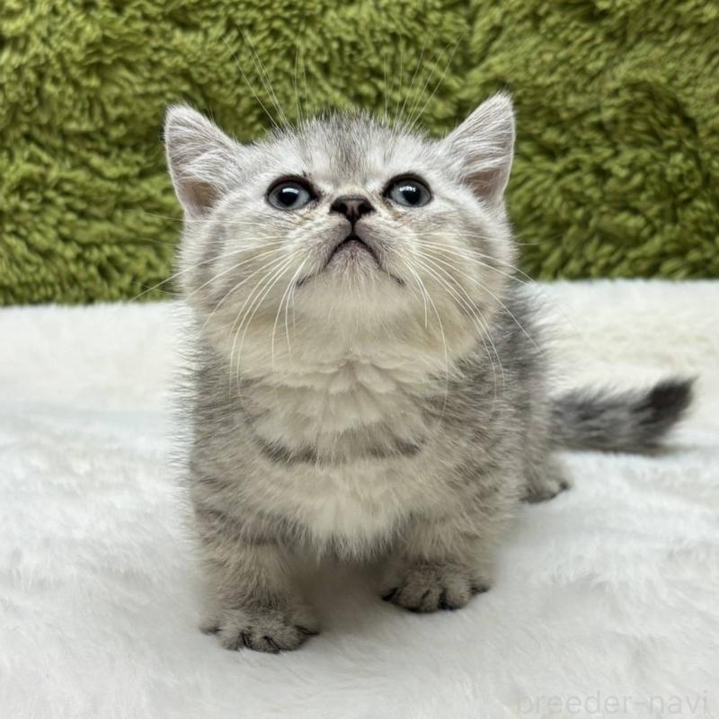 販売中の愛知県のミヌエット(短足)-127550の2枚目