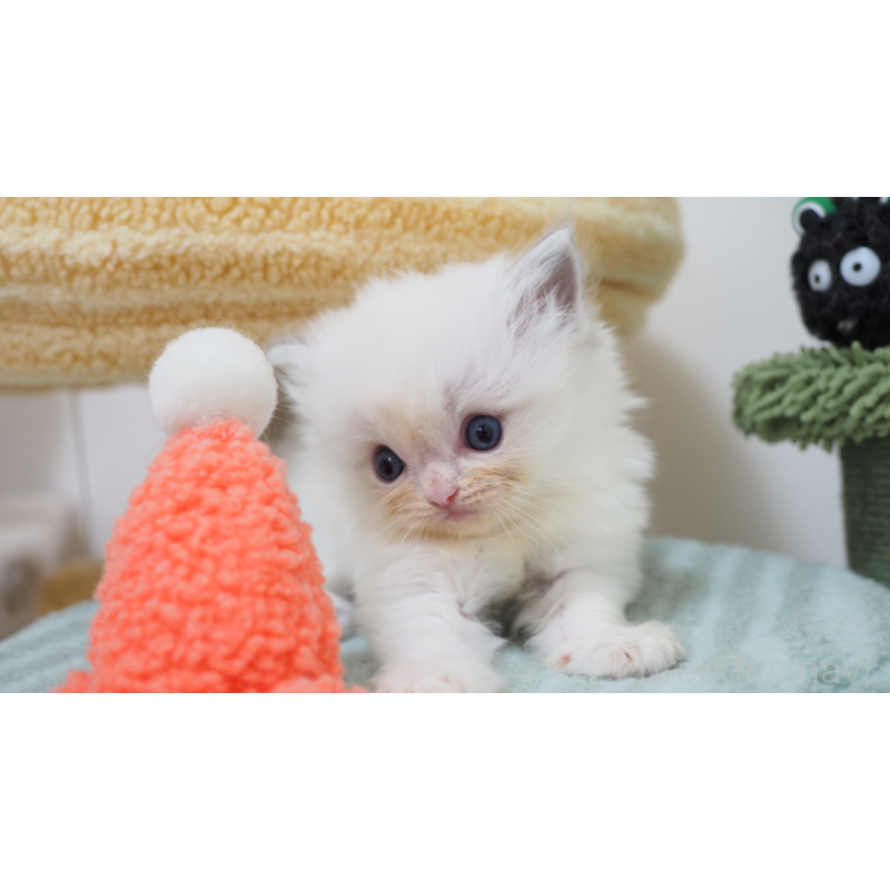 販売中の埼玉県のラグドール-129296の2枚目