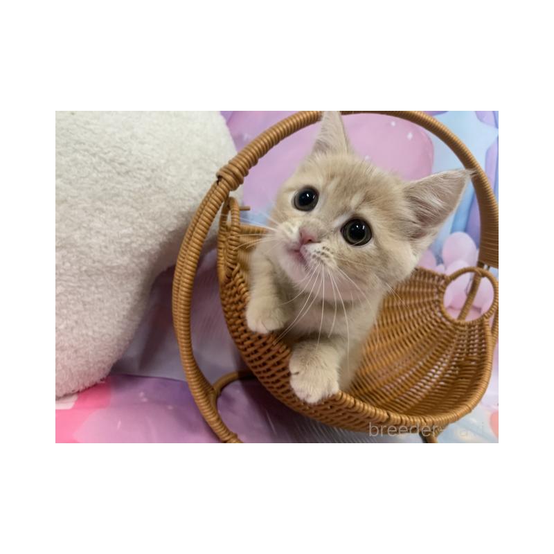 販売中の大阪府のスコティッシュフォールド-129307の2枚目
