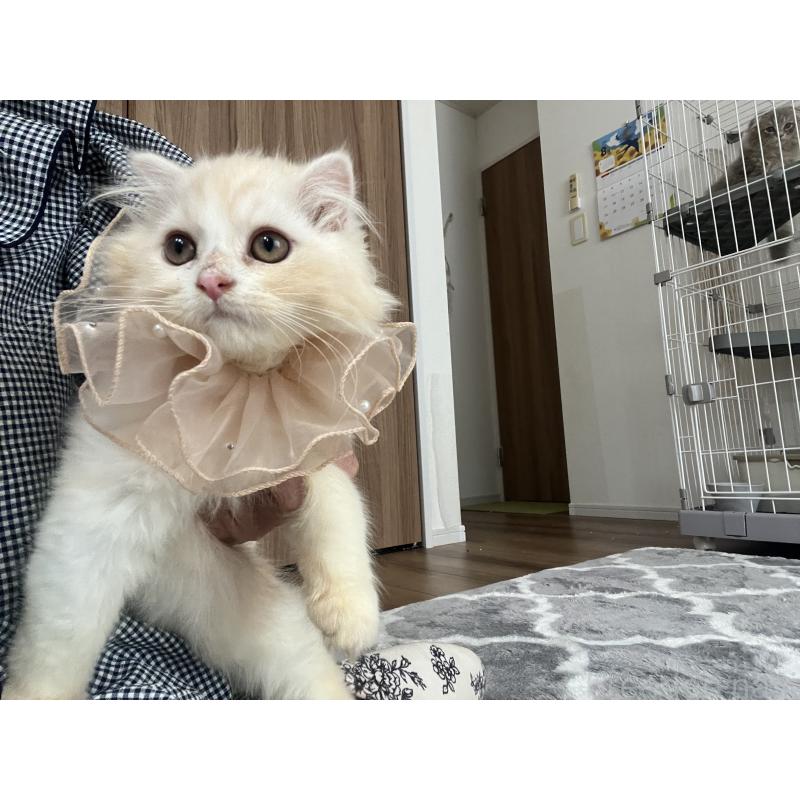 販売中の埼玉県のスコティッシュフォールド-121064の2枚目