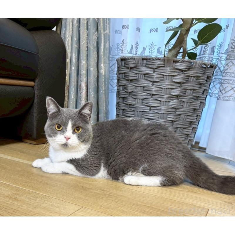 販売中の静岡県のブリティッシュショートヘア-129328の2枚目