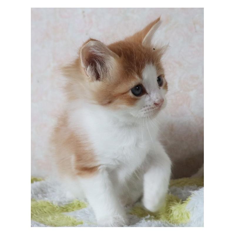 販売中の群馬県のサイベリアン-129335の5枚目