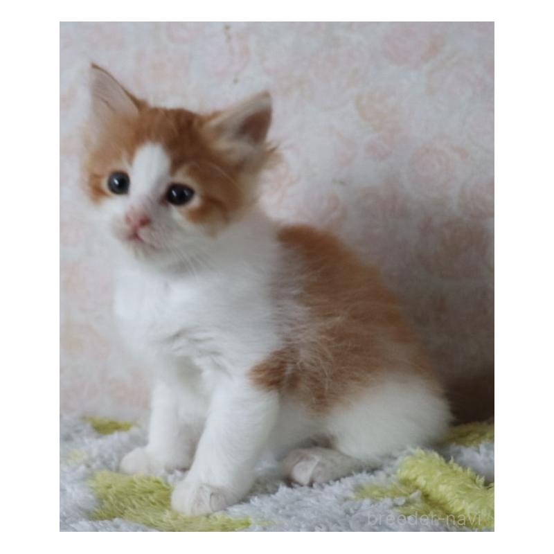 販売中の群馬県のサイベリアン-129335の4枚目