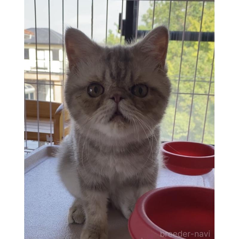 販売中の福岡県のエキゾチックショートヘア-125571の3枚目